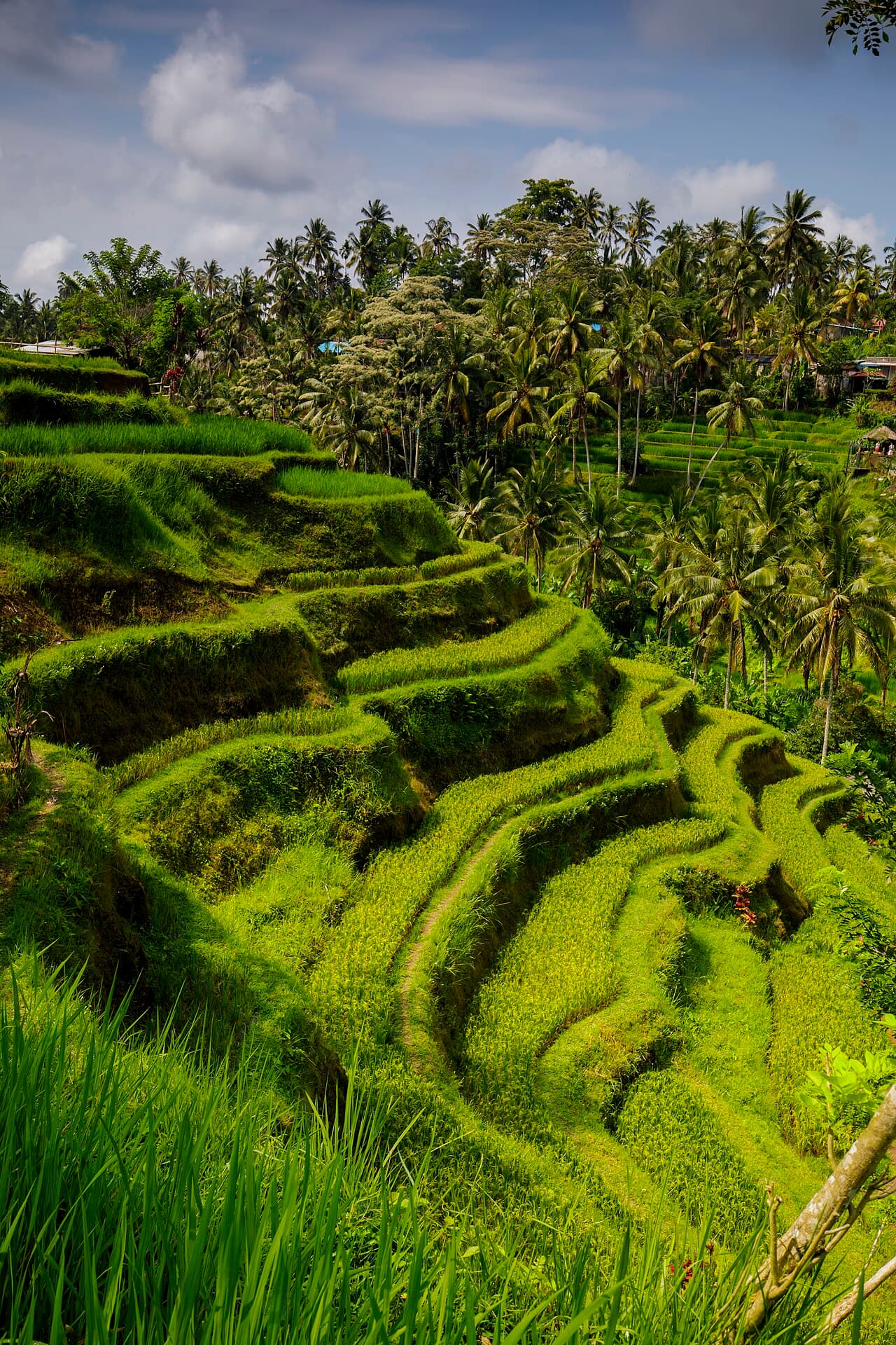 Bali Rainy Season — What It's Really Like and Why You Might Love It