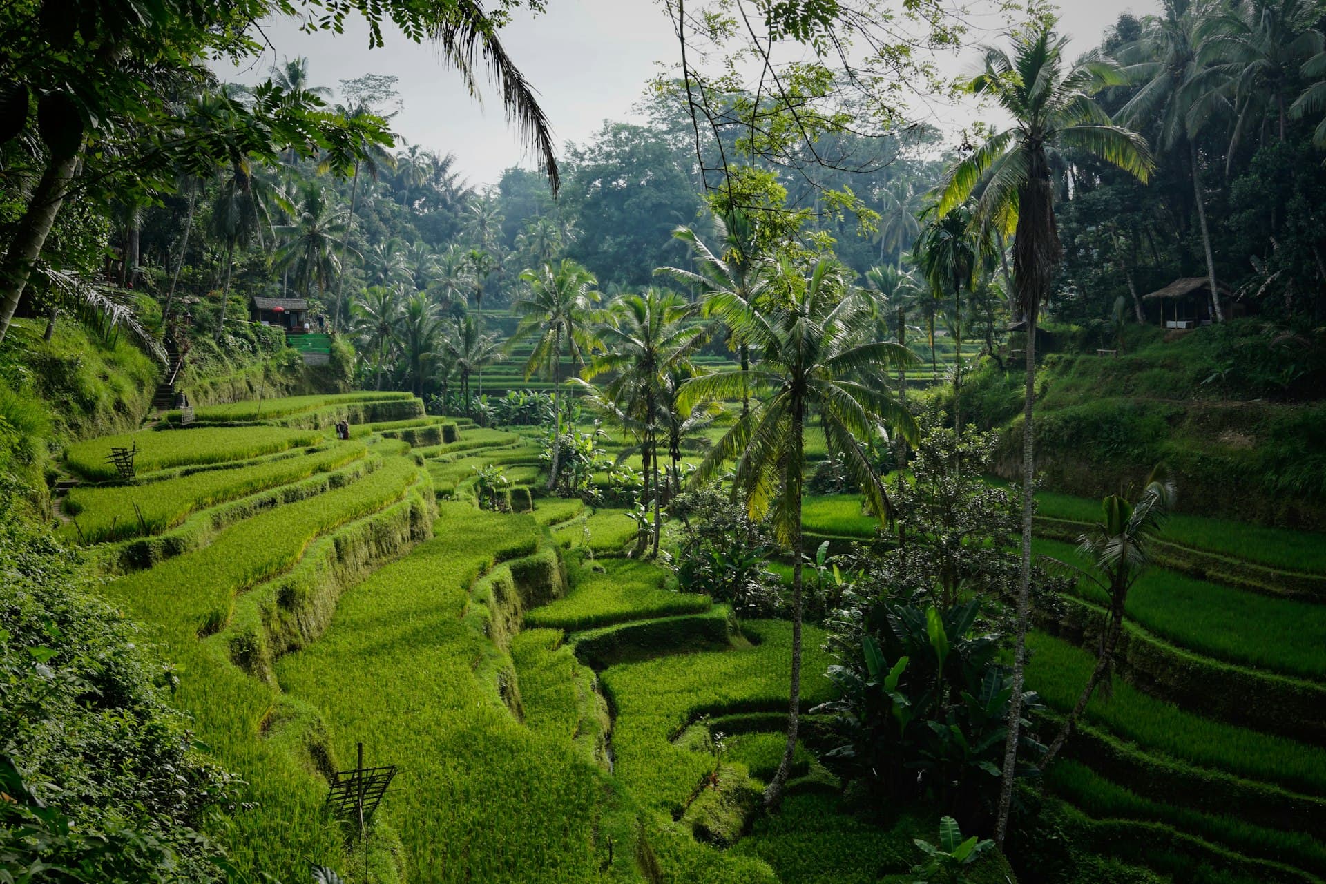 Lush green Tegallalang rice terraces surrounded by palm trees in Ubud, Bali